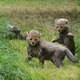 Illustration for article titled The Magnificent Seven, Only More Spotted and Cute